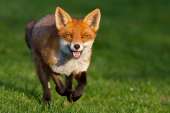 foxes62.jpg