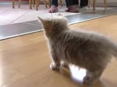 15257658810910.webm