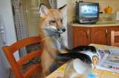 fox-7.jpg