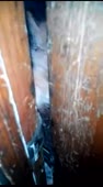  .webm