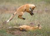 whatafox64021.jpg