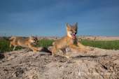 Swift-fox-kits-playing-at-den-Lovas-1721.jpg