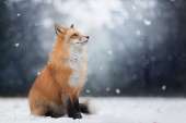 portraitrefox2.jpg