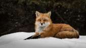 FoxesSnow460194.jpg