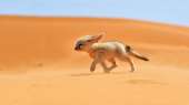 national-geographic-animals-deserts-ear-fennec-fox.jpg