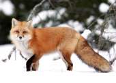 fox02.jpg