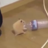 15230368353490.webm