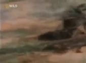 MEDOED.webm