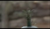 Мина.webm