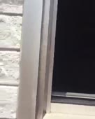 коничива.webm