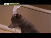 15198394202880.webm