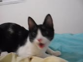 15363208775550.webm