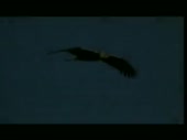 Маршал - Орел.mp4
