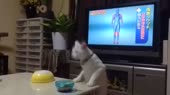 15362667282713.webm