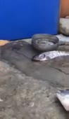 сабака спасает рыбу.webm