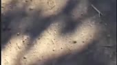  .webm