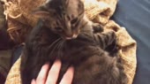 15373532585450.webm
