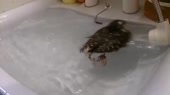 15016793040610.webm