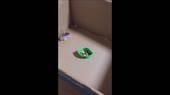 14740716643450.webm