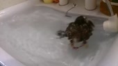 14719702444803.webm