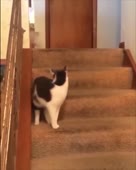  .webm