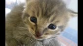  .webm