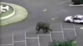 Слон.webm