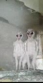 нев. сущ..mp4