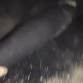 15360619271560.webm