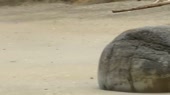 Moeraki Boulder муз Shine It All Around Robert Plant & The [...].webm