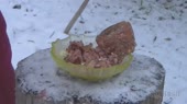 kot-i-tushenka.webm
