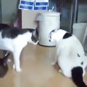 1.webm