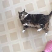 normalno.mp4