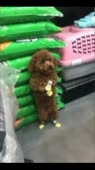 собака стоит.webm