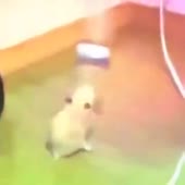 happyhamster.mp4