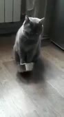 feedme.mp4