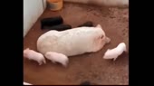 ukraine.webm