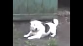 собакахотл.webm