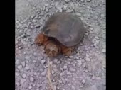  .webm