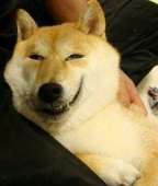 doges.jpg