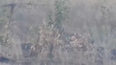 15290631094290.mp4