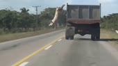звездочка упала.webm