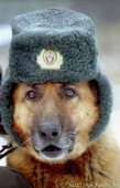 Тред дог.jpeg