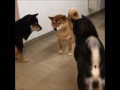 To be continued.mp4