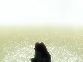 15227865177100.webm