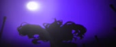 outTariP.webm