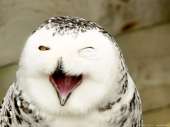 Laughing-Owl-HD-Desktop-Wallpaper-20207.jpg