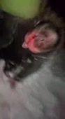 15490056149120.webm