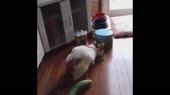 котлягушкаскример.webm