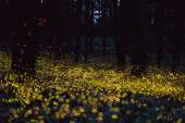 long-exposure-fireflies-at-night-in-japan-tsuneaki-hiramats[...].jpg